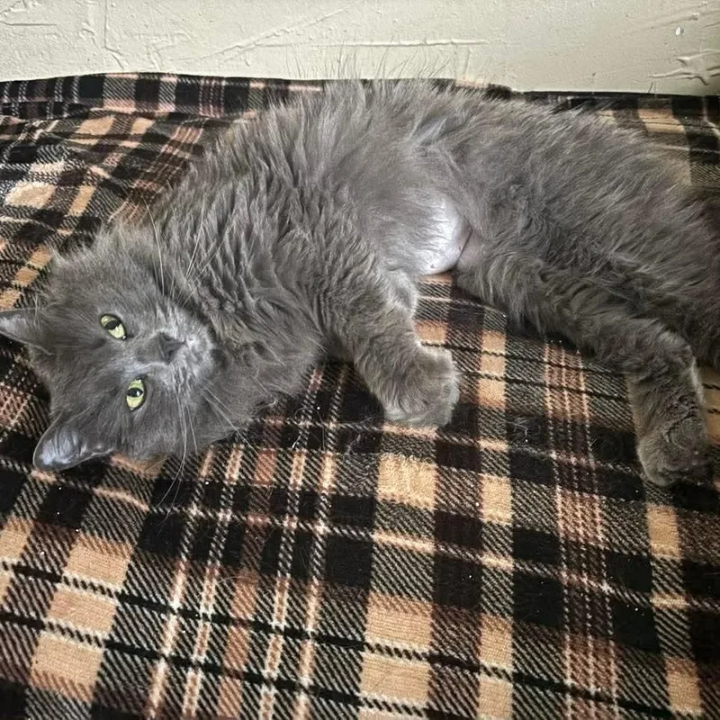 A young medium-sized female Domestic Long Hair cat named Wanda for adoption in Memphis, TN