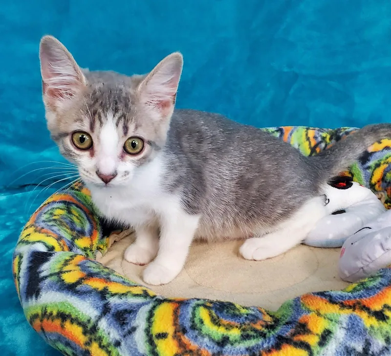 A baby medium-sized female Gray & White Domestic Short Hair cat named Bria for adoption in Greenville, IL