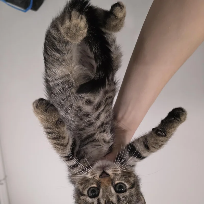 A baby medium-sized male Tabby (Brown / Chocolate) Domestic Short Hair cat named Wonder for adoption in Moriches, NY