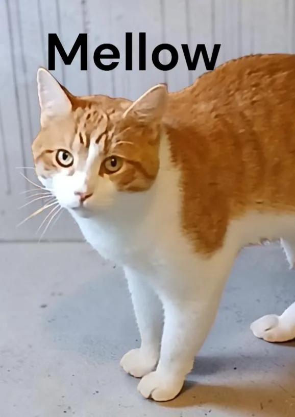 An adult medium-sized male Tabby cat named Mellow for adoption in Weems, VA