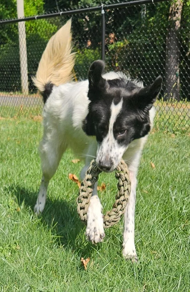 A young medium-sized female Collie dog named Lily for adoption in Sherwood, AR