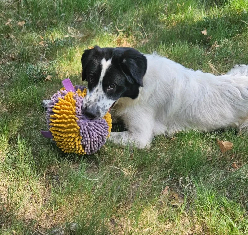 Lily thumbnail 2