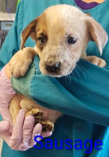 A young large-sized male Cattle Dog dog named Sausage for adoption in Kansas City, MO