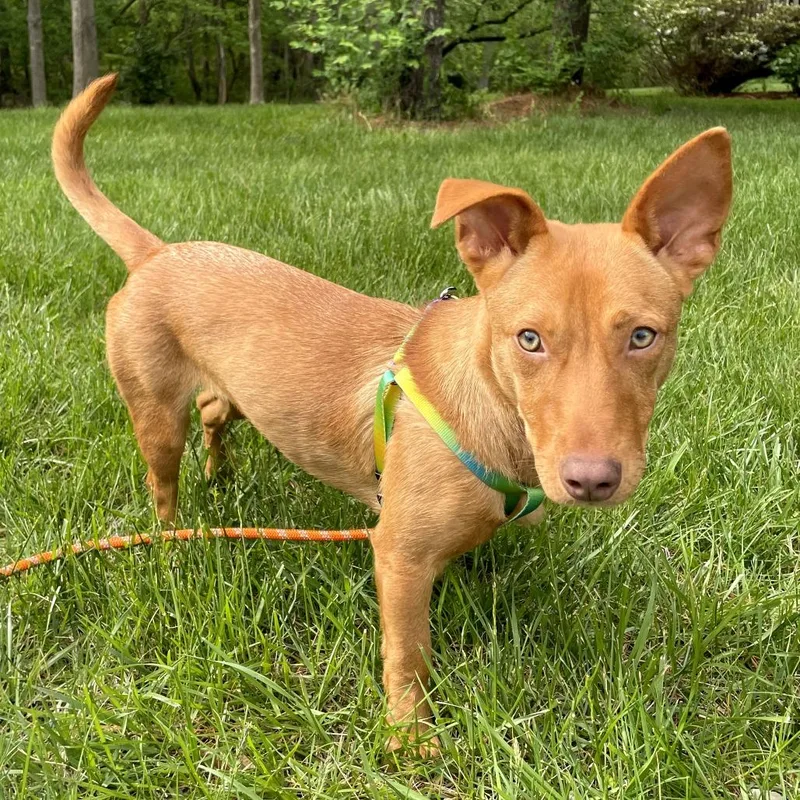 A young small-sized female White / Cream Mixed Breed dog named Nutmeg for adoption in Rockville, MD
