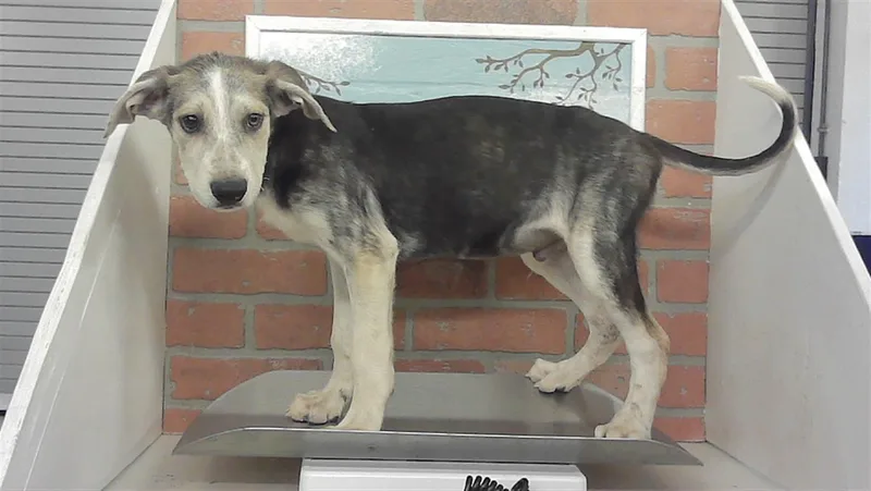 A baby small-sized male German Shepherd Dog dog named Alex for adoption in Houston, TX