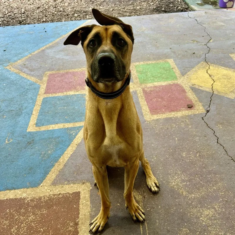 An adult large-sized male Brown / Chocolate Mixed Breed dog named Marmaduke for adoption in Titusville, FL