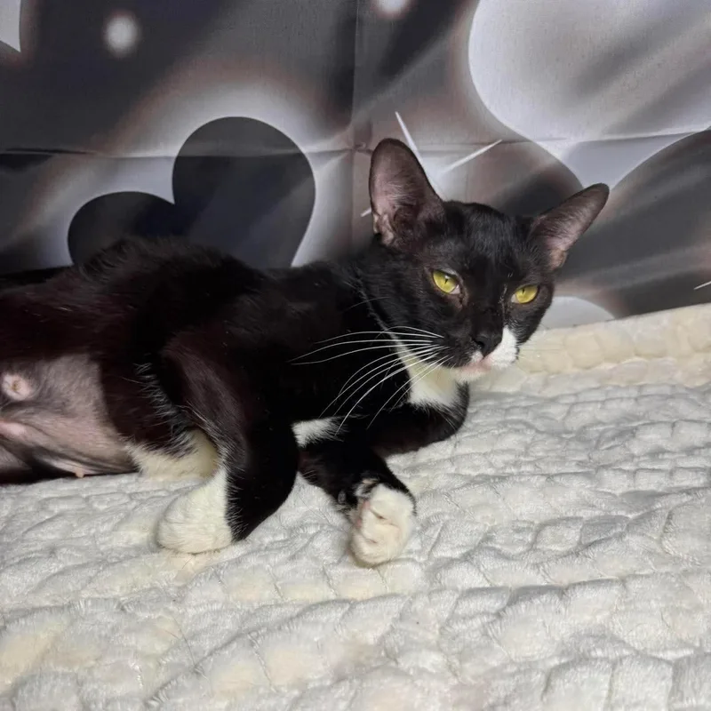 An adult medium-sized female Black Domestic Short Hair cat named Lilac for adoption in Greensburg, PA
