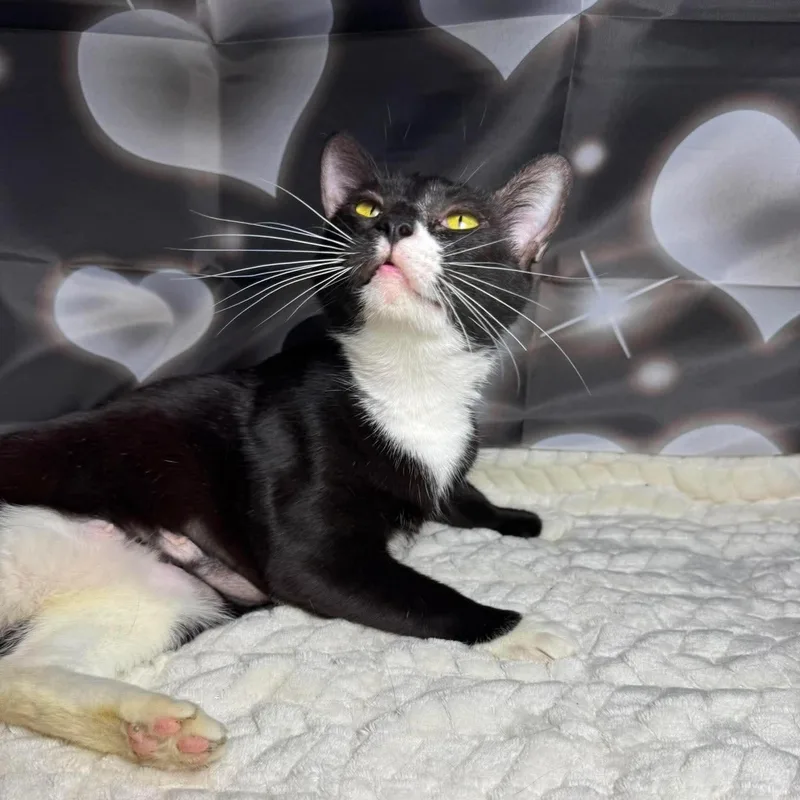 Lilac thumbnail 4
