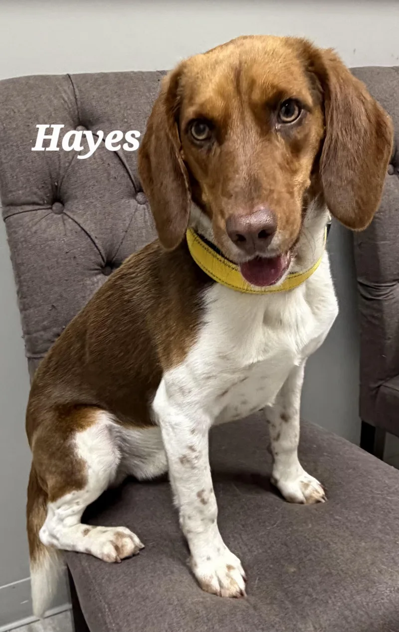 An adult medium-sized male Brown / Chocolate Beagle dog named Hayes for adoption in Urbana, OH