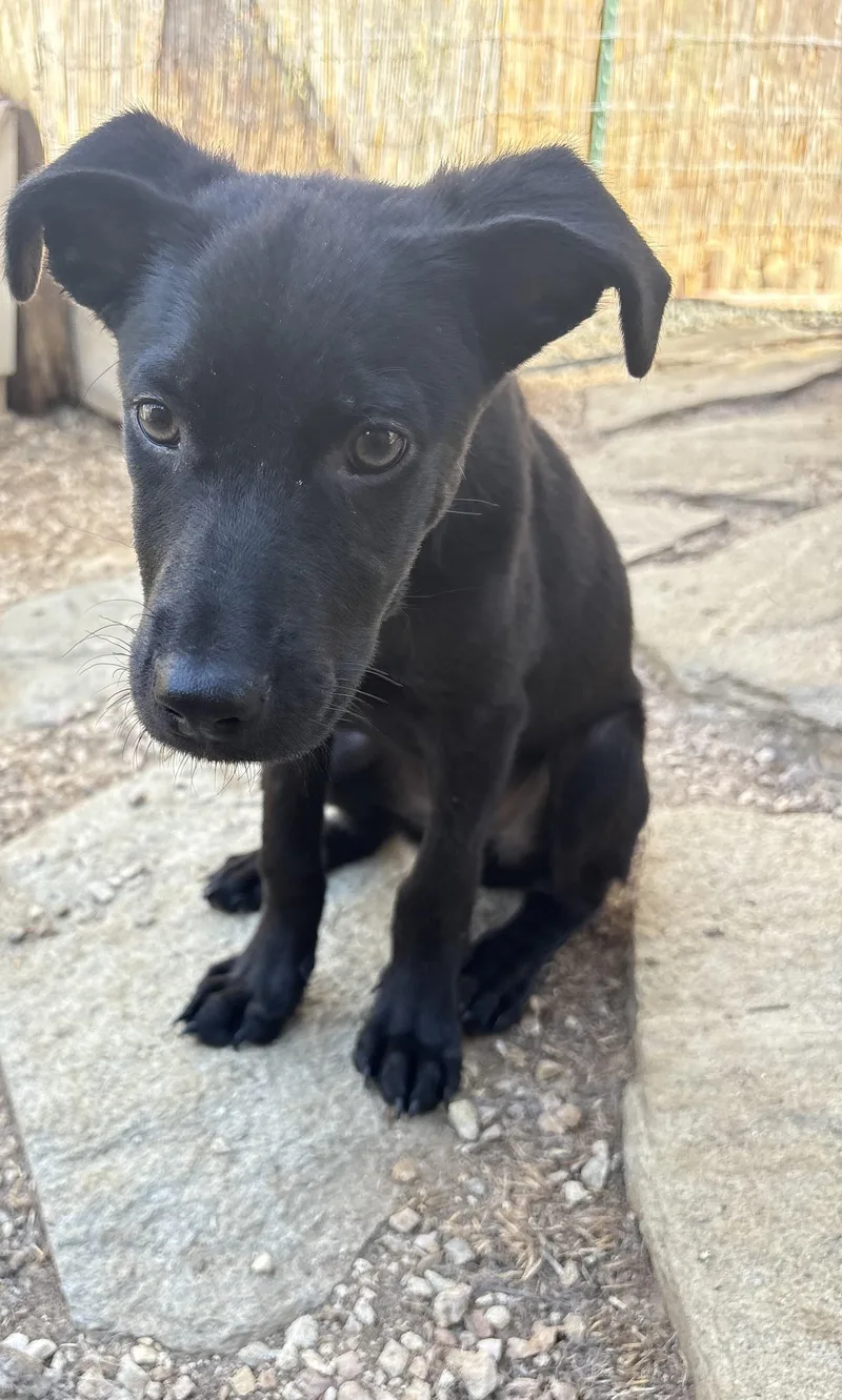 A young medium-sized male Black Labrador Retriever dog named Jerry for adoption in San Ysidro, CA