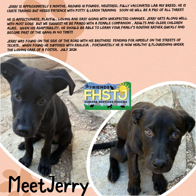 Jerry thumbnail 4