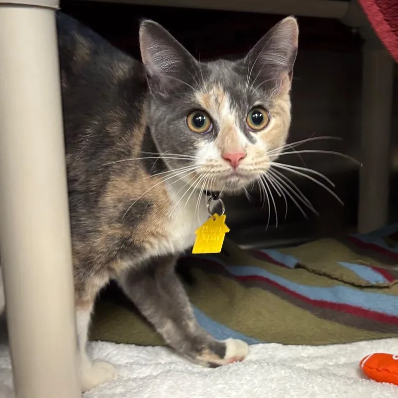 A young medium-sized female Calico Domestic Short Hair cat named Lola for adoption in Springfield, MA