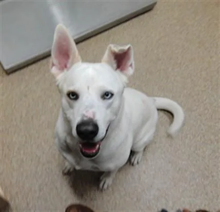 An adult large-sized male Husky dog named Miklo for adoption in Albuquerque, NM