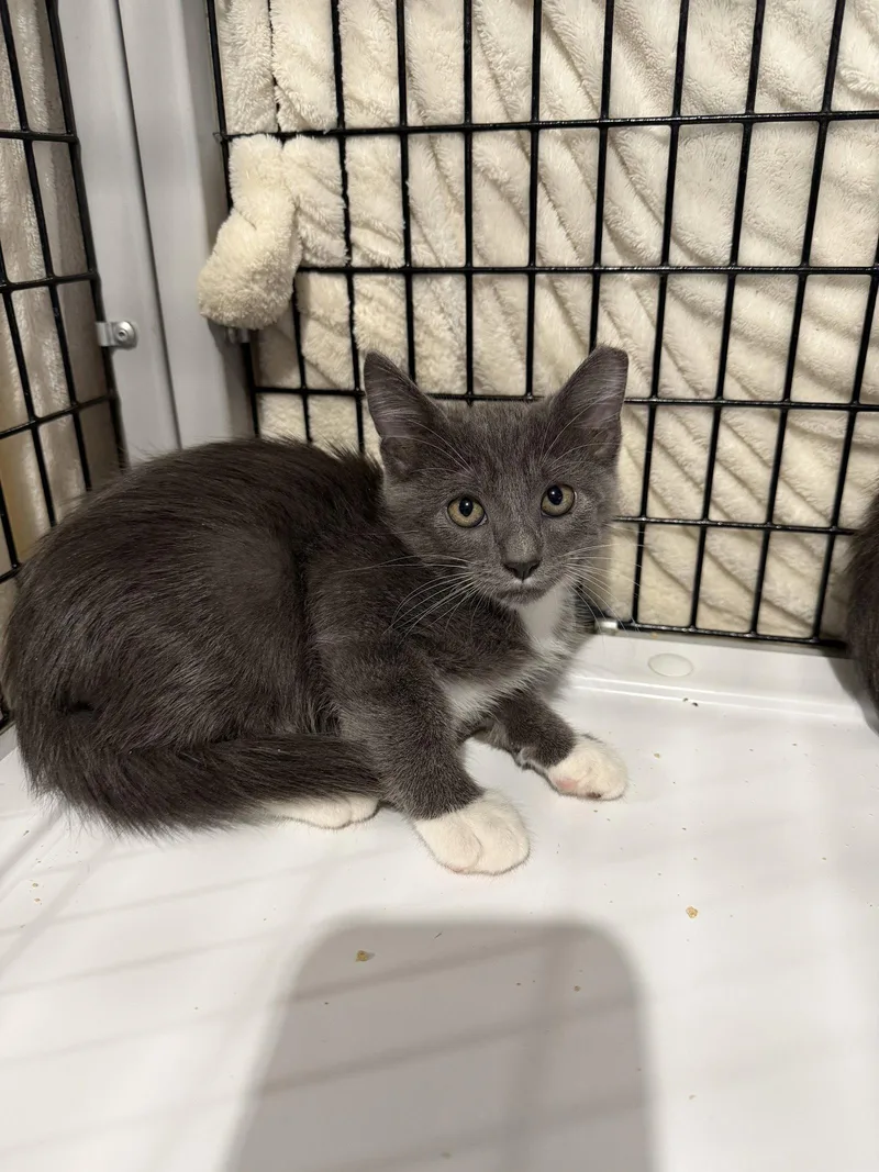 A young medium-sized male Gray & White Domestic Short Hair cat named Mayhem for adoption in Camden, SC