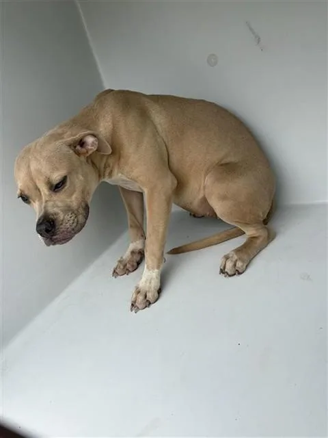A young medium-sized female Pit Bull Terrier dog named A for adoption in Houston, TX