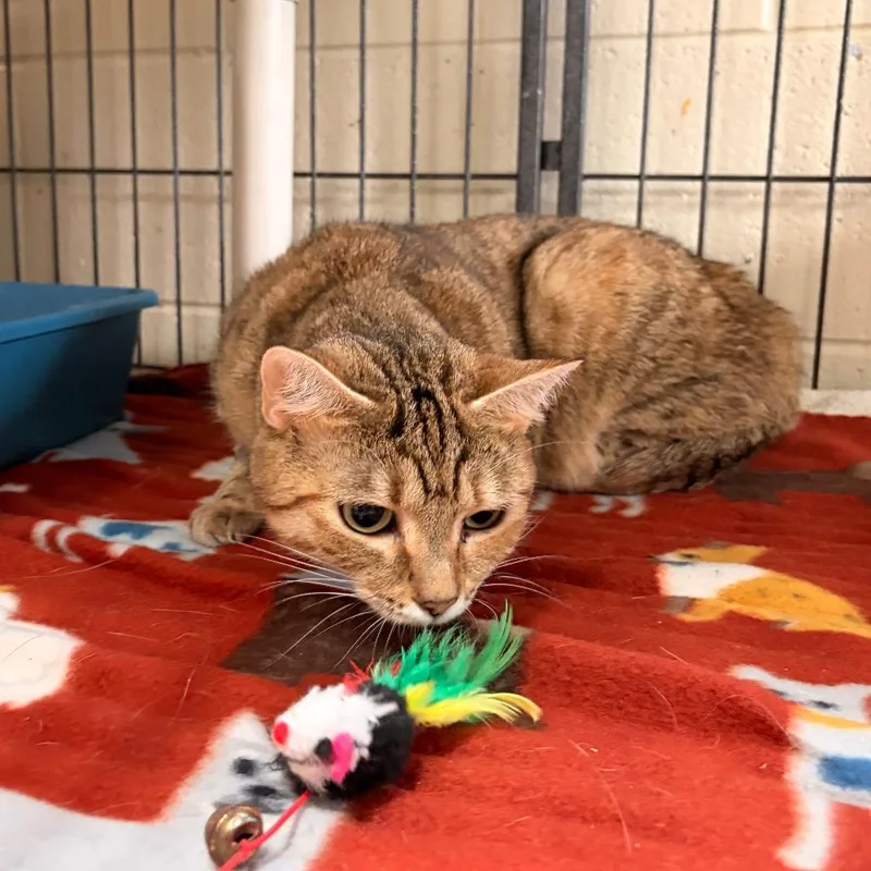 An adult medium-sized female Brown / Chocolate Domestic Short Hair cat named Oregano for adoption in Franklin, NC