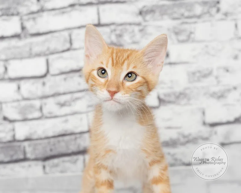 A baby medium-sized male Tabby (Orange / Red) Domestic Short Hair cat named Julian for adoption in Tuscaloosa, AL
