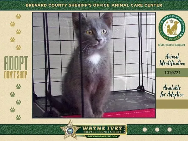 A baby medium-sized female Domestic Short Hair cat named Pancake for adoption in Melbourne, FL