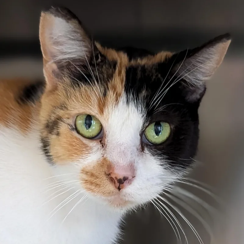 An adult medium-sized female Calico Domestic Short Hair cat named Viola  Reduced Fee! for adoption in Jefferson, WI