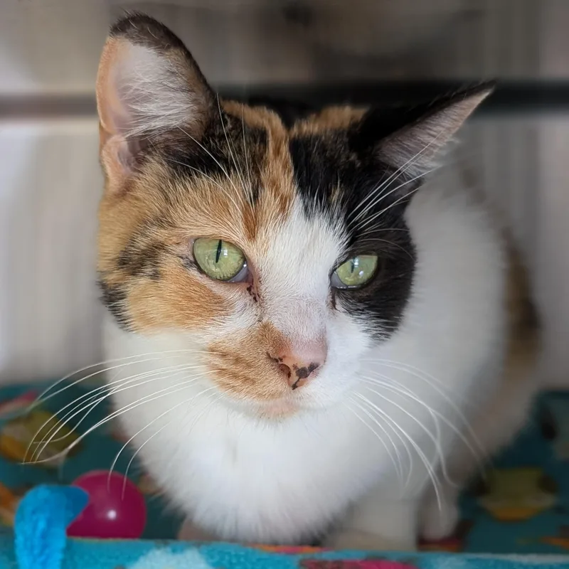 Viola  Reduced Fee! thumbnail 2