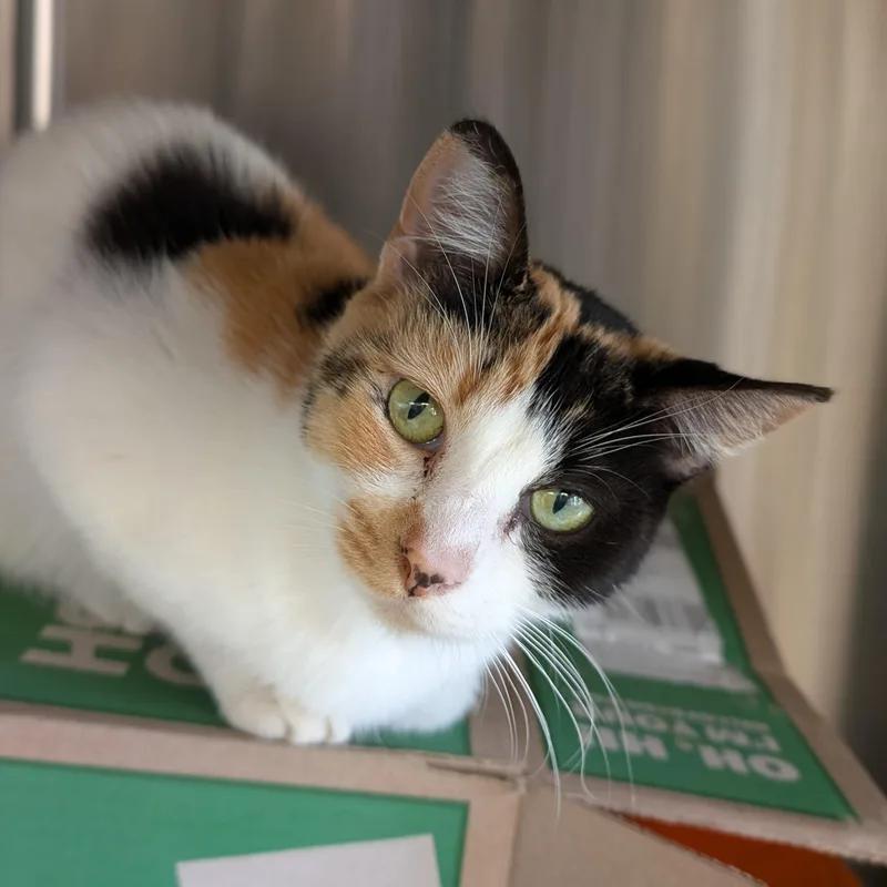 Viola  Reduced Fee! thumbnail 3