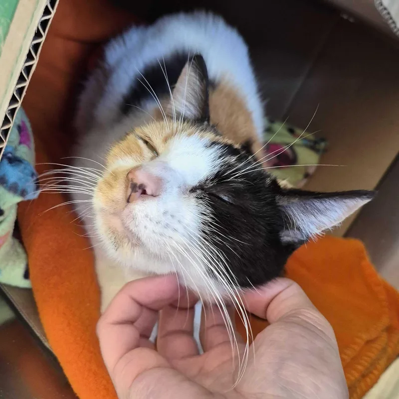 Viola  Reduced Fee! thumbnail 4