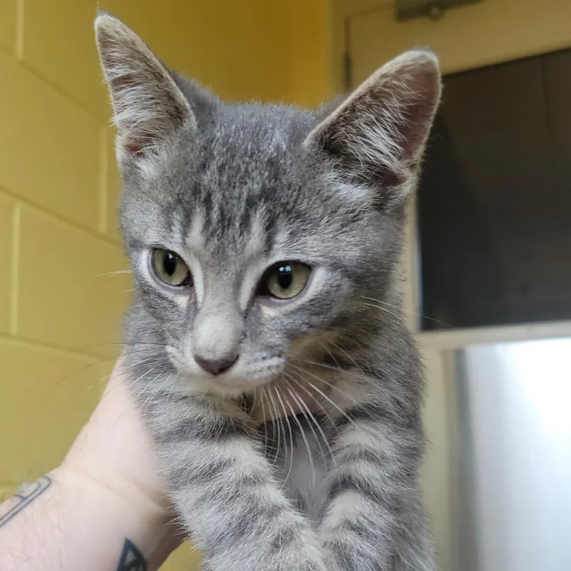 A baby medium-sized male Gray / Blue / Silver Domestic Short Hair cat named Degu for adoption in Plover, WI