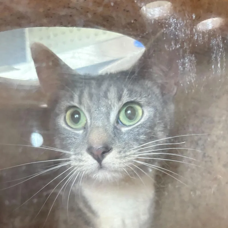 An adult medium-sized female Gray / Blue / Silver Domestic Short Hair cat named Chevelle for adoption in Asheville, NC