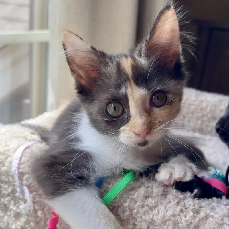 A baby small-sized female Calico Domestic Short Hair cat named Brenna for adoption in Peachtree City, GA