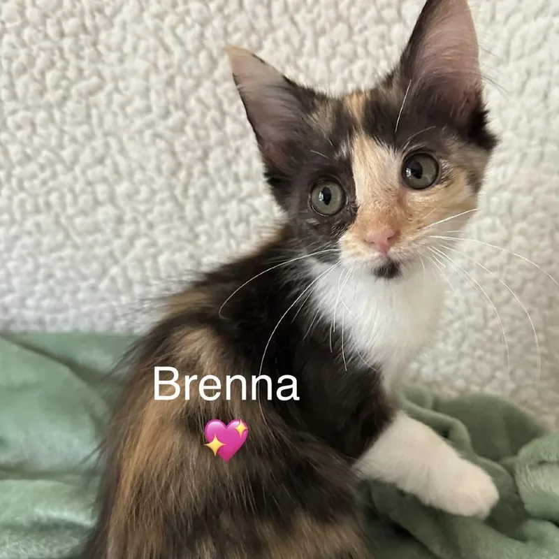 Brenna thumbnail 3