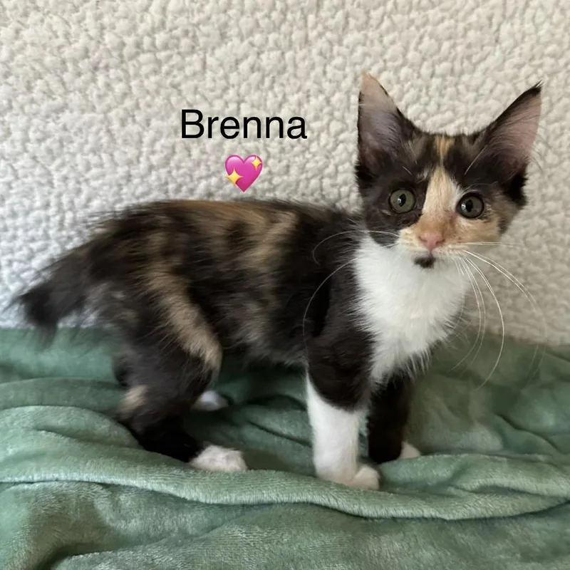 Brenna thumbnail 4