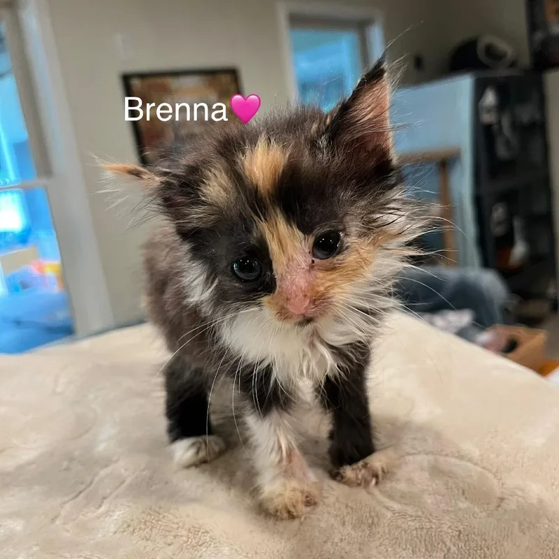 Brenna thumbnail 5