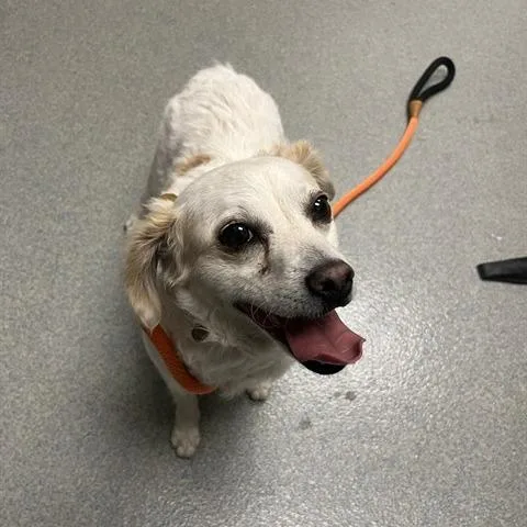 An adult small-sized female Chihuahua dog named Vikki for adoption in Yucaipa, CA