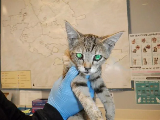 A baby small-sized female Domestic Short Hair cat named Manzana for adoption in San Jose, CA