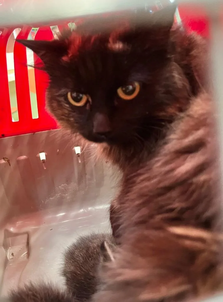 A young medium-sized female Domestic Long Hair cat named Nikita for adoption in Burnsville, NC