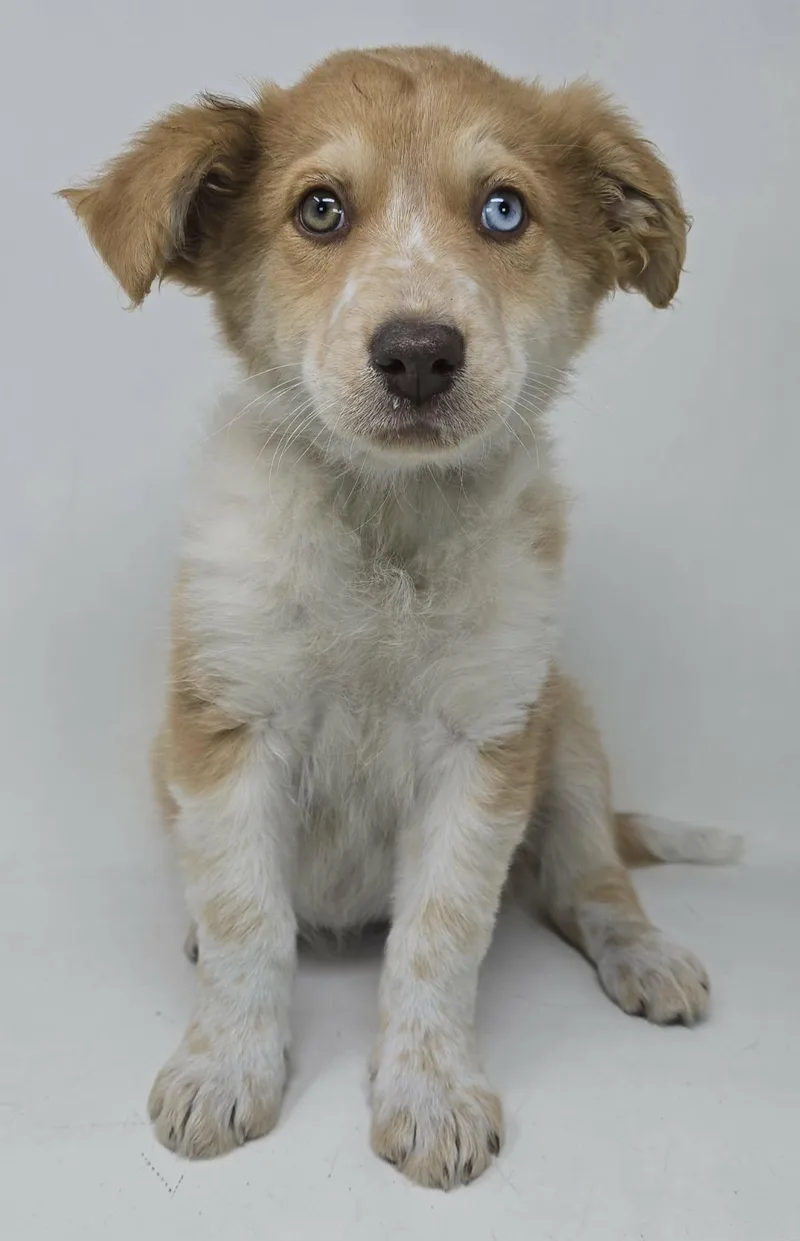 Glorious Song thumbnail 2