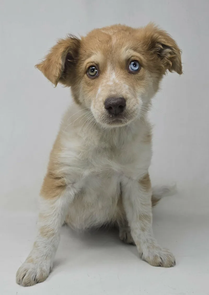 Glorious Song thumbnail 3