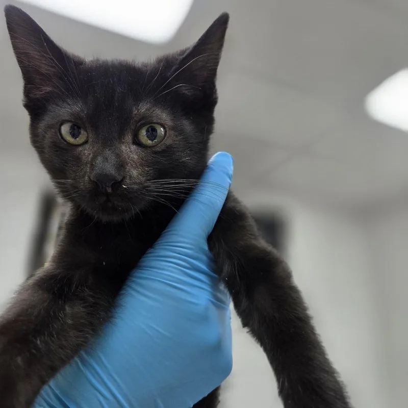 A baby small-sized male Black Domestic Short Hair cat named Bismuth for adoption in Incline Village, NV