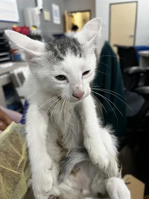 A baby medium-sized male Domestic Medium Hair cat named Arnold for adoption in Dallas, TX