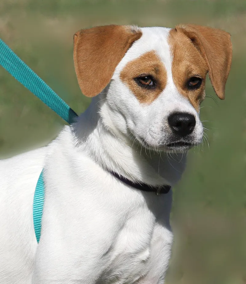A young small-sized female Jack Russell Terrier dog named Suki for adoption in North Fort Myers, FL