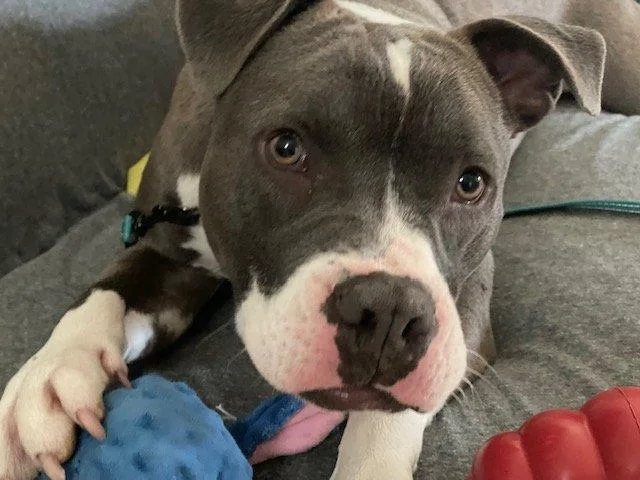 An adult medium-sized female Gray / Blue / Silver Pit Bull Terrier dog named Gala for adoption in Minneapolis, MN