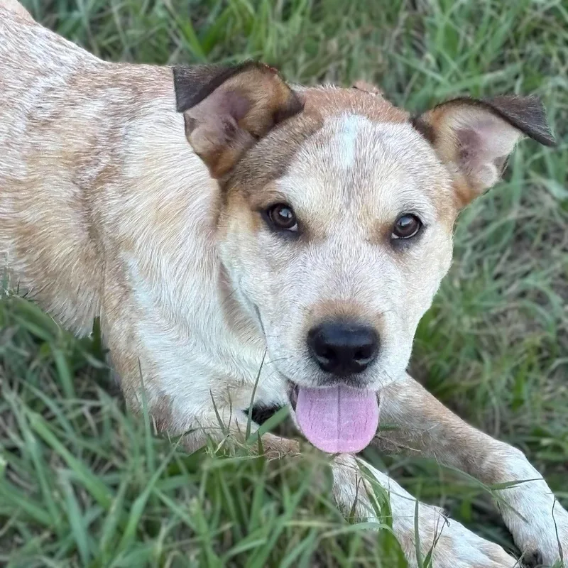 A baby medium-sized female Red / Chestnut / Orange Australian Cattle Dog / Blue Heeler dog named River for adoption in Caldwell, TX