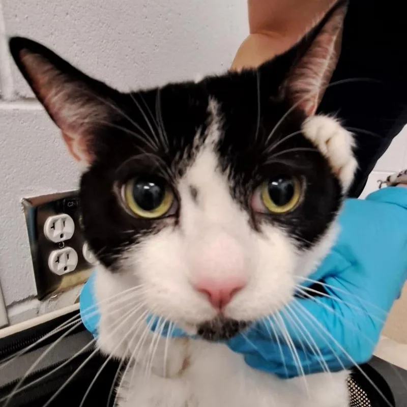 A senior extra large-sized male Black Domestic Short Hair cat named Prince for adoption in West Palm Beach, FL