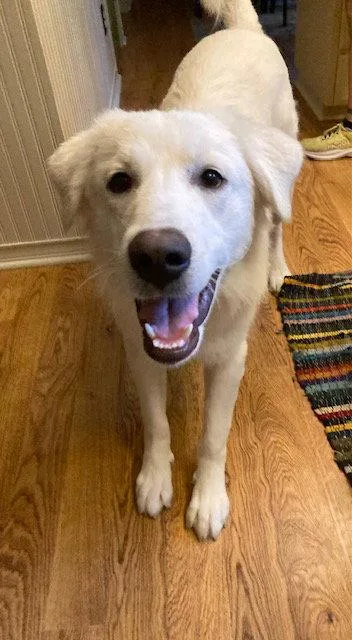 An adult large-sized male Great Pyrenees dog named Keller for adoption in Bend, OR