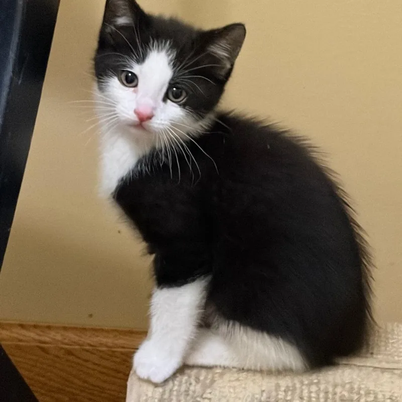 A baby small-sized male Black Domestic Short Hair cat named Shane Hollander for adoption in Inver Grove Heights, MN