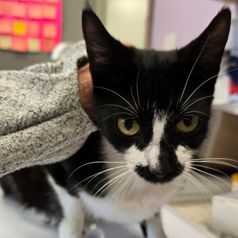 A young large-sized female Black Domestic Short Hair cat named Stink for adoption in Madisonville, TN