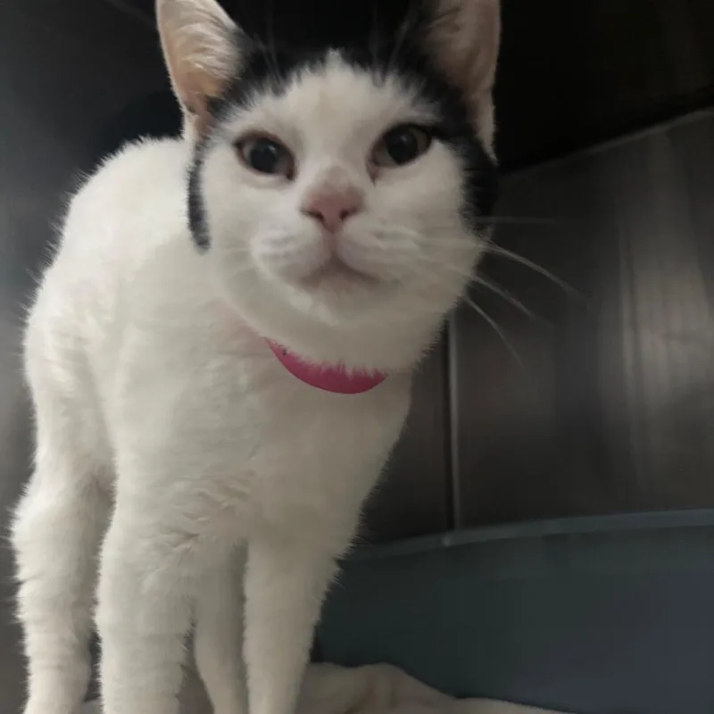 A young medium-sized female White Domestic Short Hair cat named Pearla for adoption in Lakeland, FL