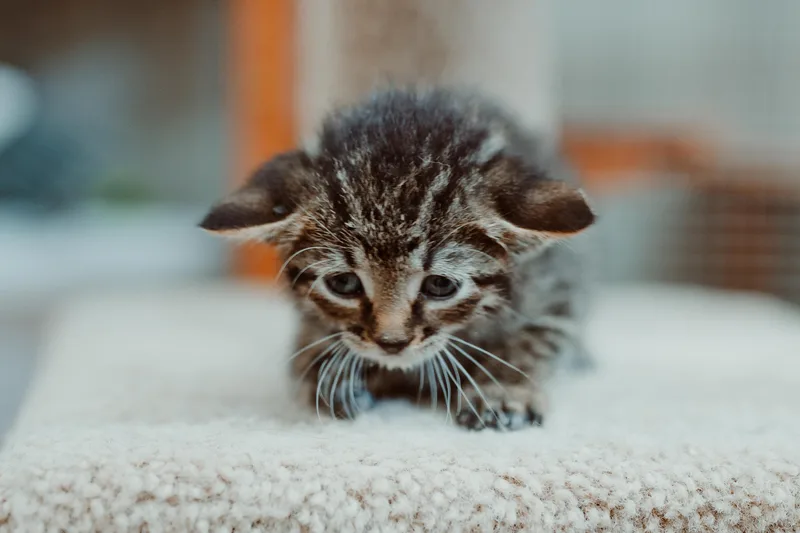 A baby medium-sized male Tabby (Tiger Striped) Domestic Short Hair cat named Marley for adoption in Le Mars, IA
