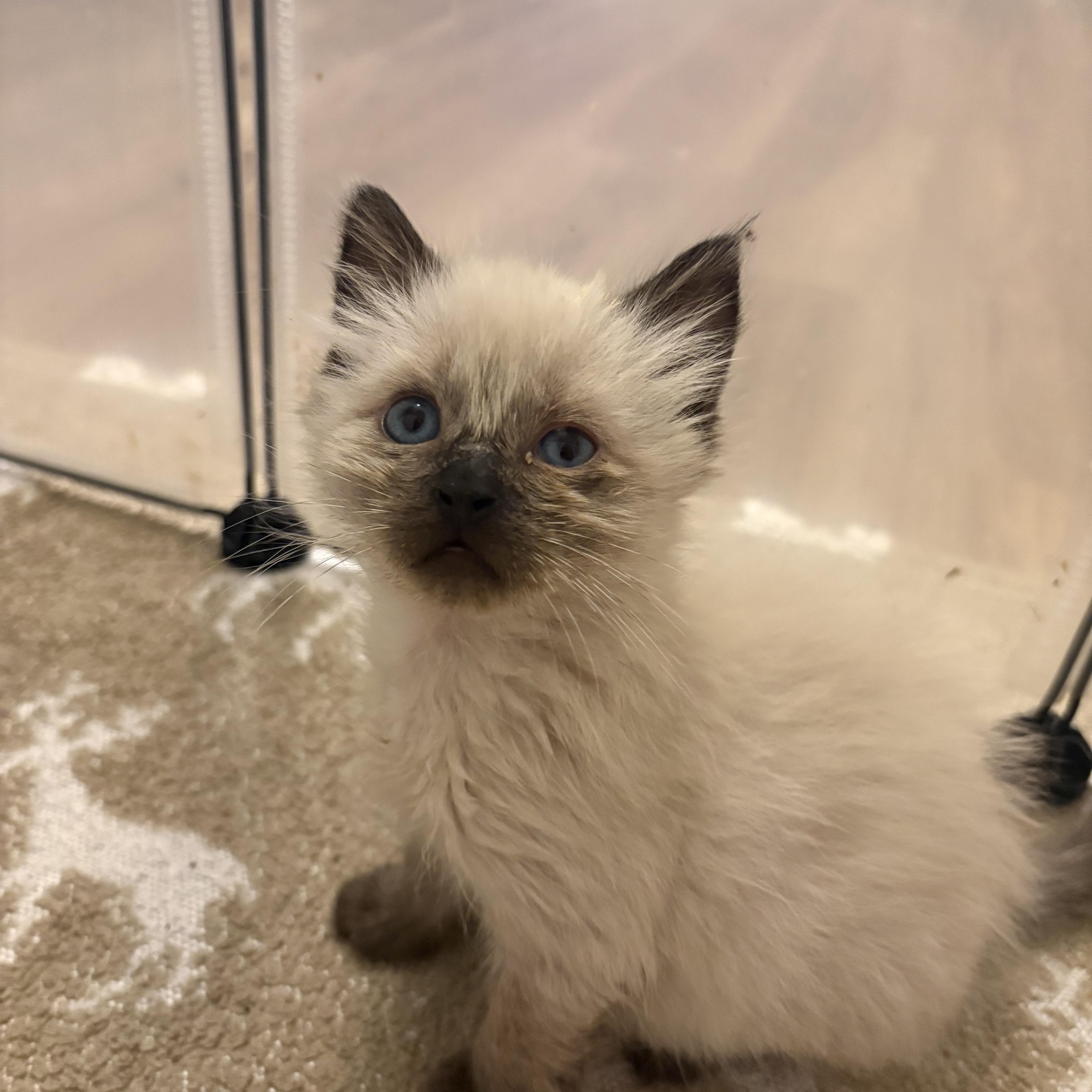 A baby medium-sized male Siamese cat named Goose for adoption in Keller, TX