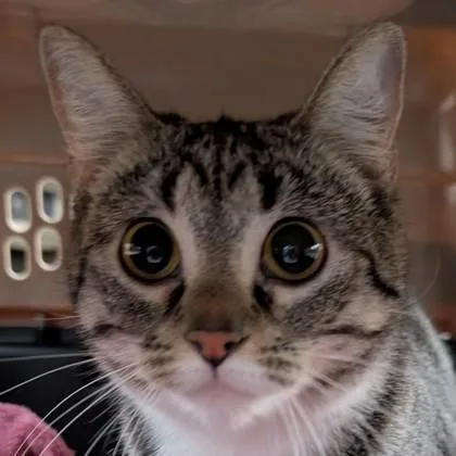 Fluffy